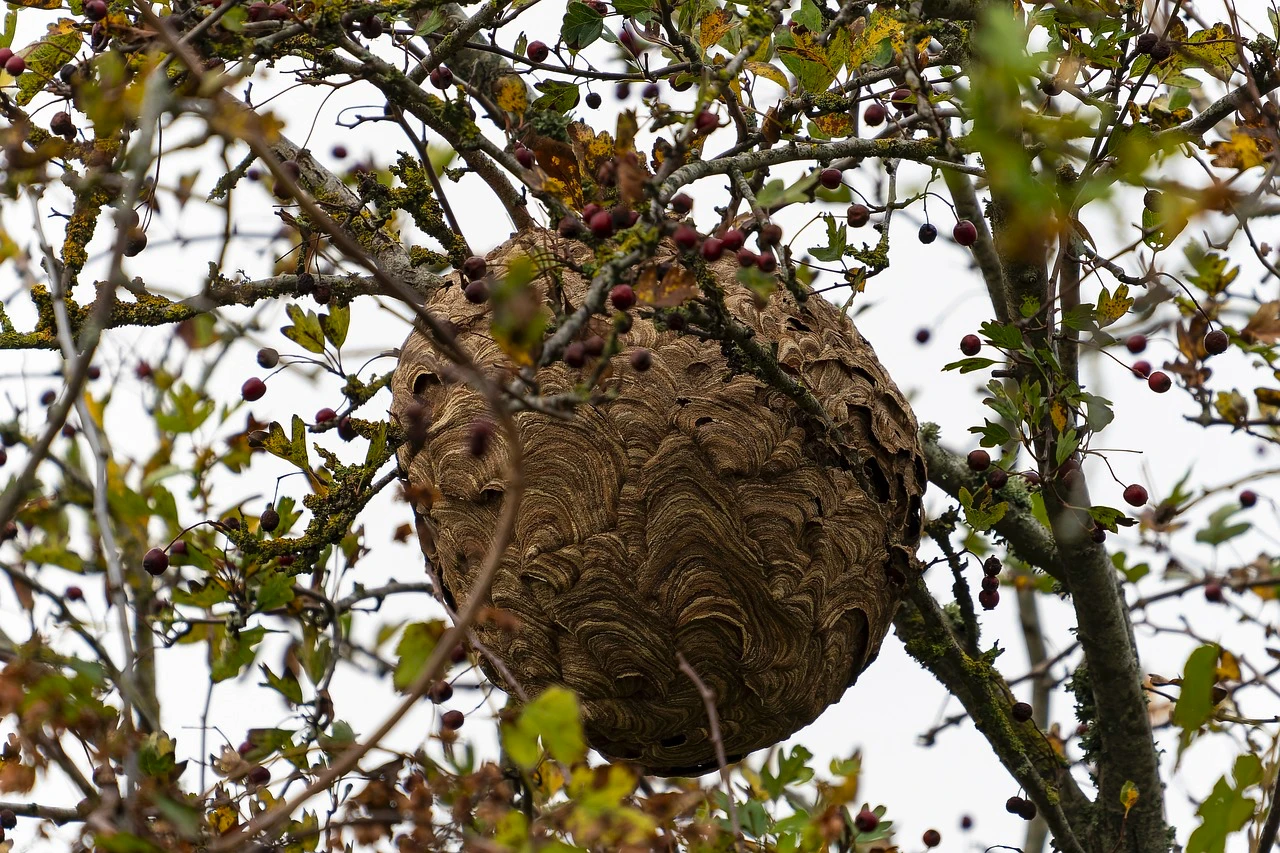 Nid de frelon - SOS insectes à Brignoles