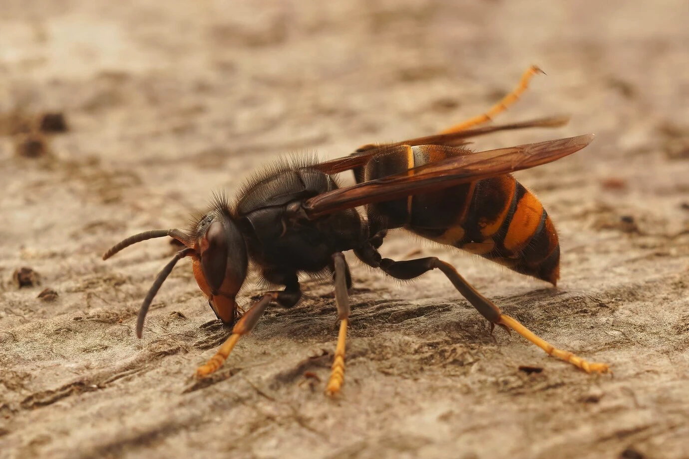 Service d'élimination du frelon asiatique dans le var