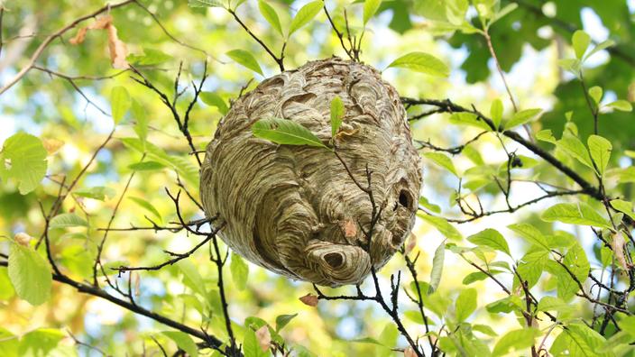 large wasp nest in a tree Nid de frelon