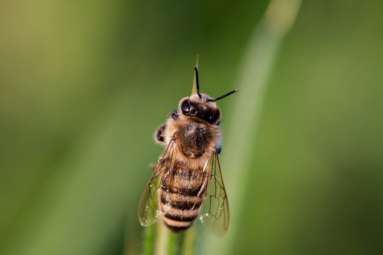 Preservation des abeilles Préservation des abeilles